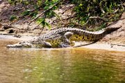 Croc in Water