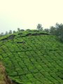 Kerala Tea Bushes