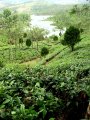 Kerala Tea Country