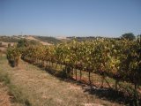 The vineyards at Tenuta del Carbognano