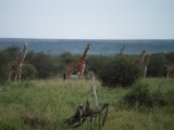Reticulated giraffe and Grevy's zebra