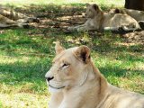 Lion Park - Lazing around