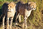 Two Cheetah Cubs