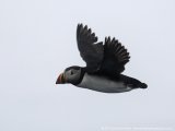 A puffin in flight seen during a boat tour
