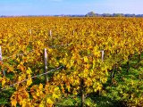 Vineyard Margaux