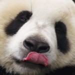 Panda Licking