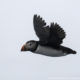A puffin in flight - seen during a boat tour